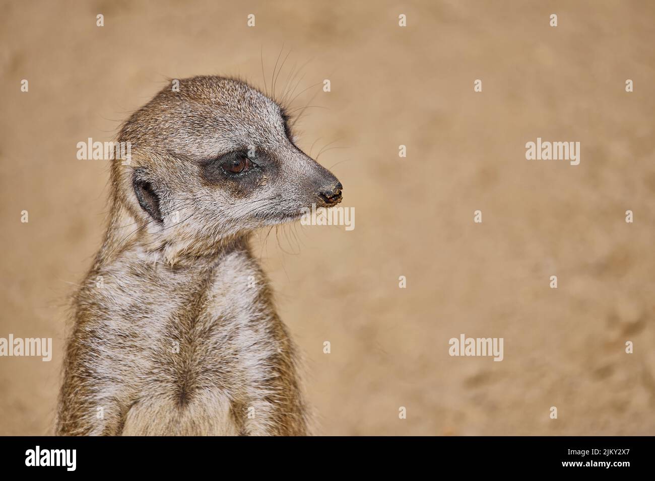 Une belle photo d'un mignon meerkat Banque D'Images