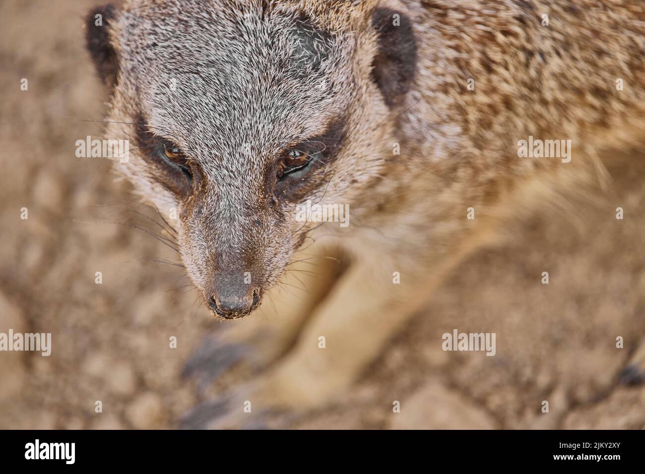 Une belle photo d'un mignon meerkat Banque D'Images