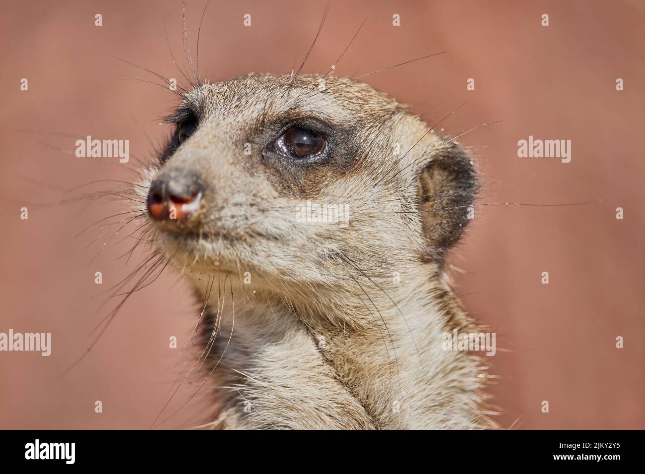 Une belle photo d'un mignon meerkat Banque D'Images