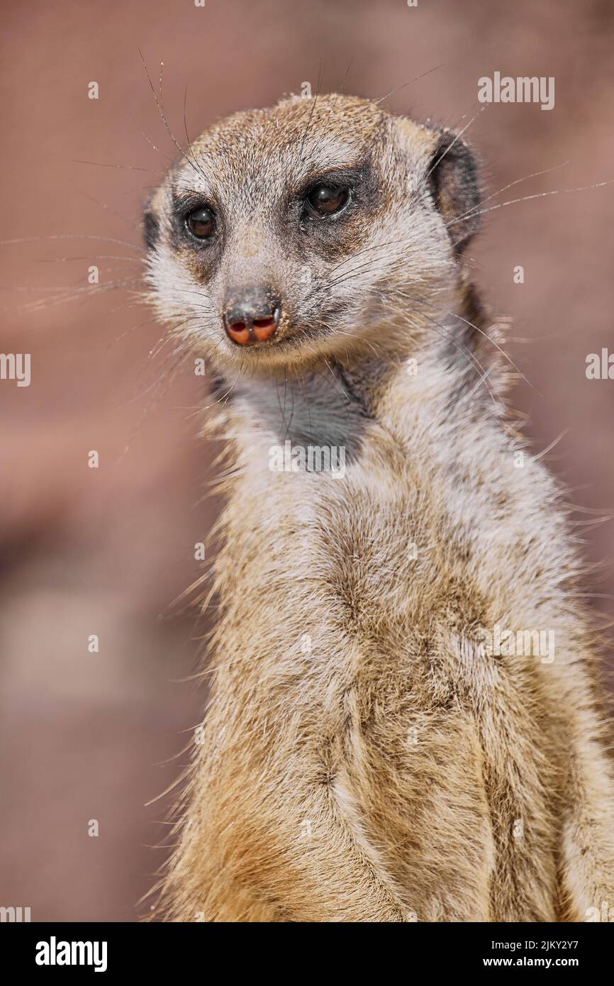 Une belle photo d'un mignon meerkat Banque D'Images