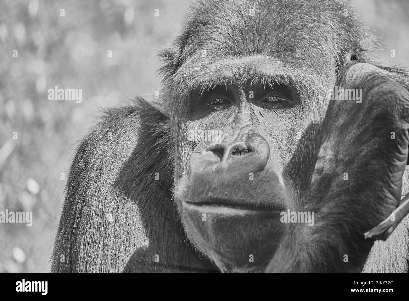 Photo en niveaux de gris du visage d'un gorille adulte sur un arrière-plan flou Banque D'Images