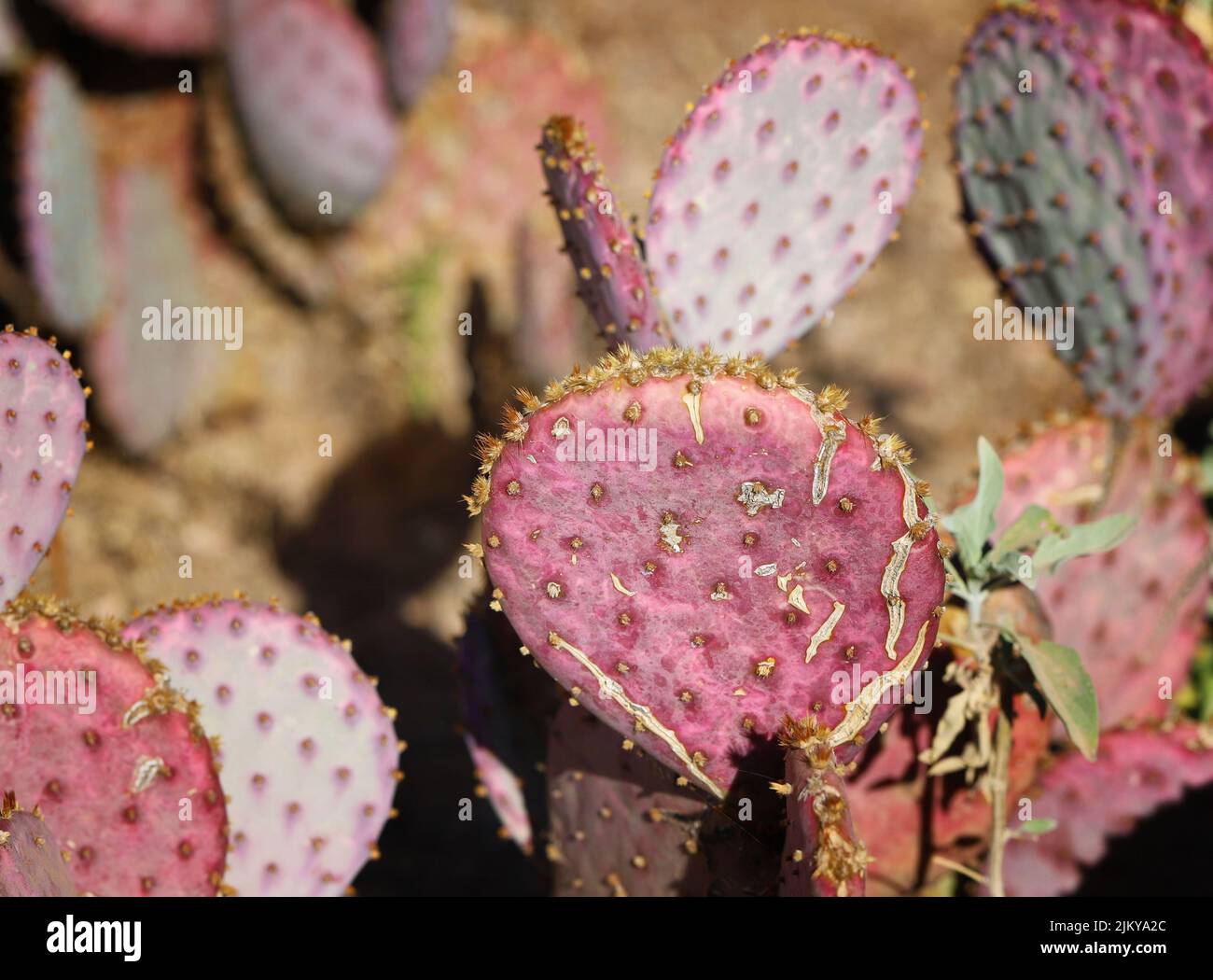 Un gros plan de cactus à la poire pourpre et épineuse dans le jardin Banque D'Images