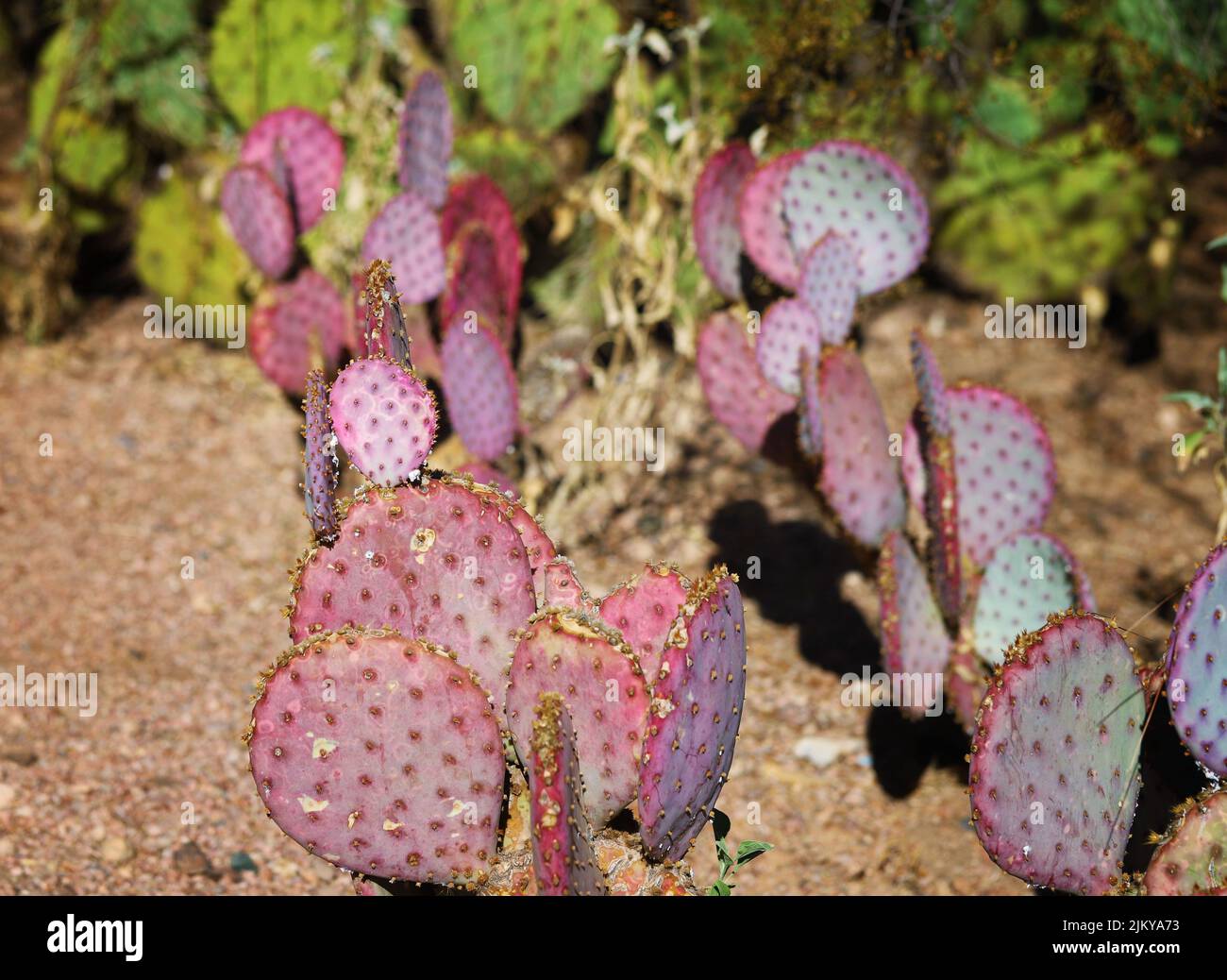 Un gros plan de cactus à la poire pourpre et épineuse dans le jardin Banque D'Images