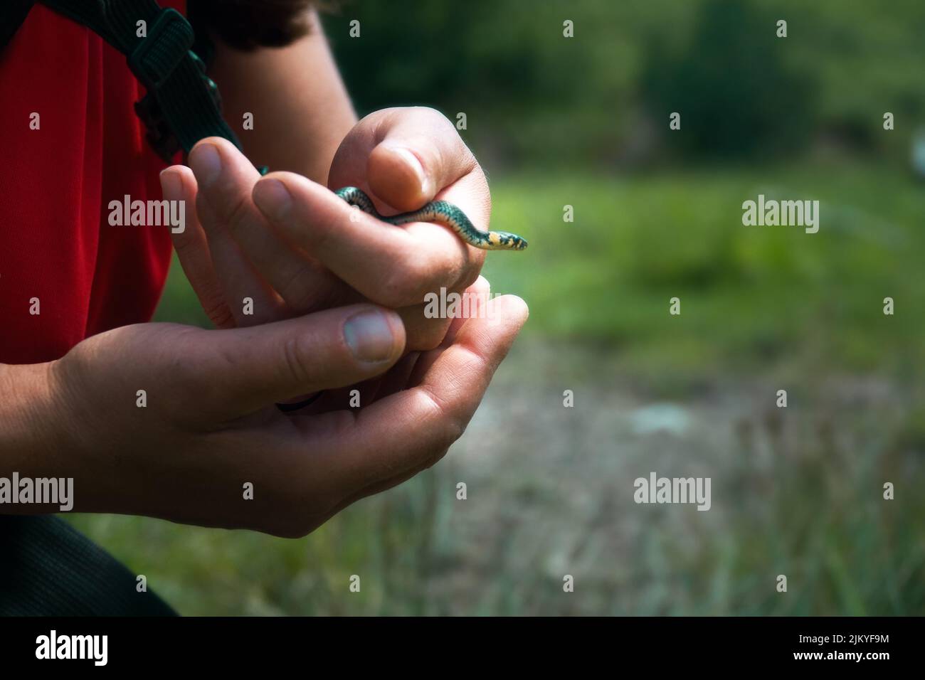 Une petite couleuvre d'herbe (Natrix natrix) entre les mains d'une fille voyageur, l'attitude prudente envers les animaux prévaut aujourd'hui avant la peur et le dégoût du pré Banque D'Images
