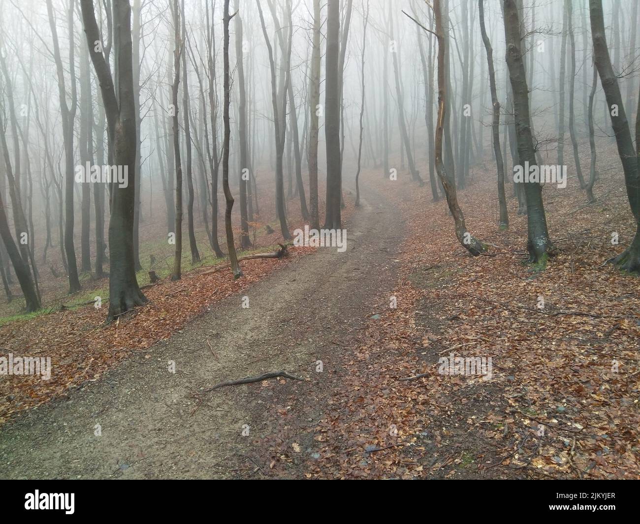 Une route mène à un parc d'automne Vitosha, Bulgarie Banque D'Images