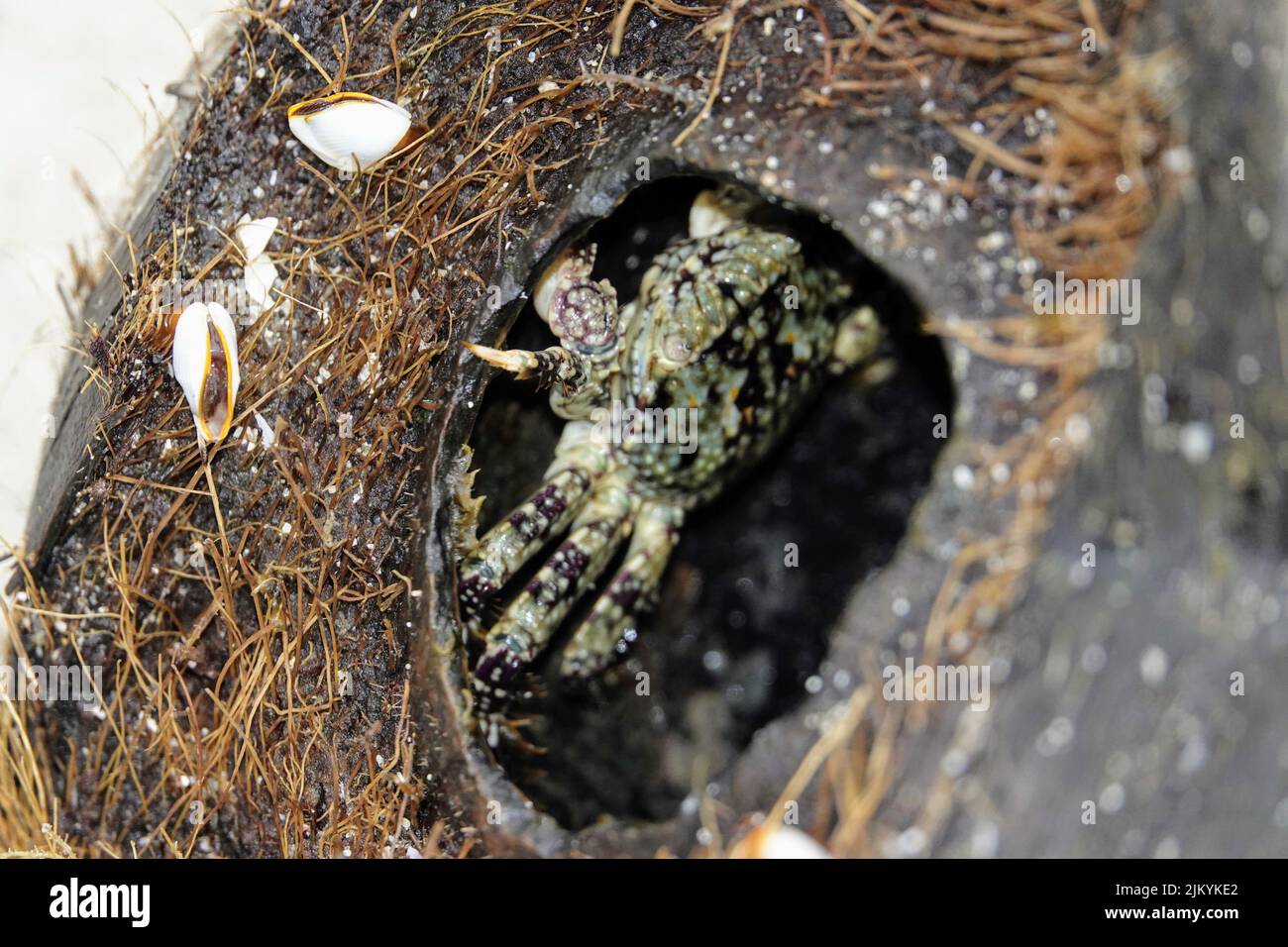 Un gros plan d'un crabe d'eau douce dans une petite grotte en pierre sur un rivage Banque D'Images