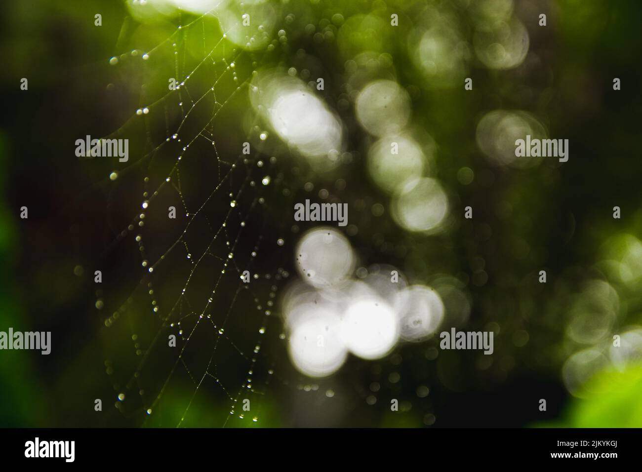 Spider web couverte de rosée du matin Banque D'Images