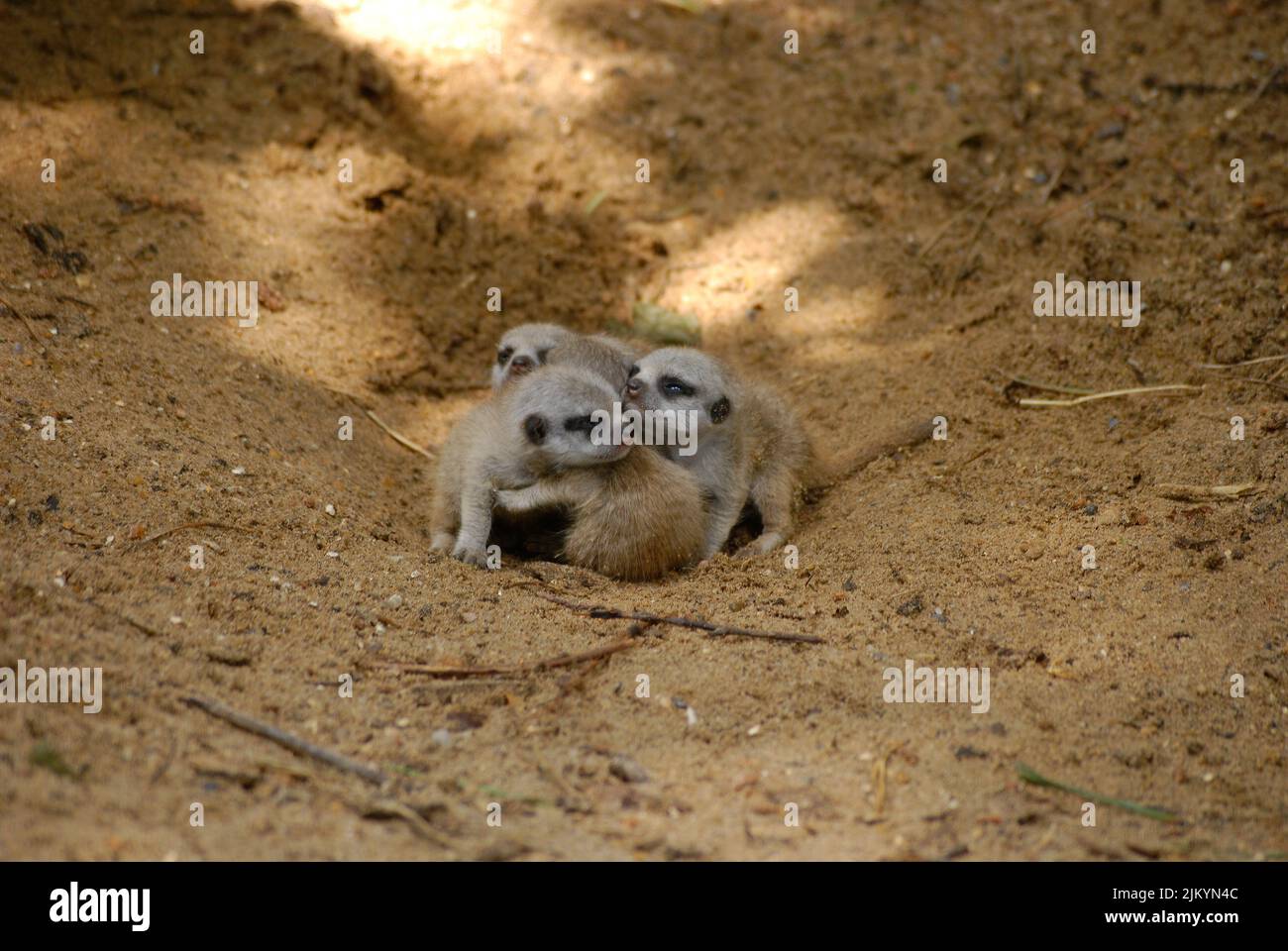 Meerkat, Suricata suricata, Banque D'Images