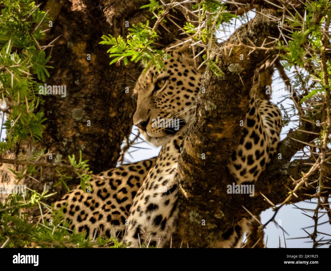 Un petit angle de vue d'un léopard africain sur l'arbre dans le parc national du Serengeti, Tanzanie Banque D'Images