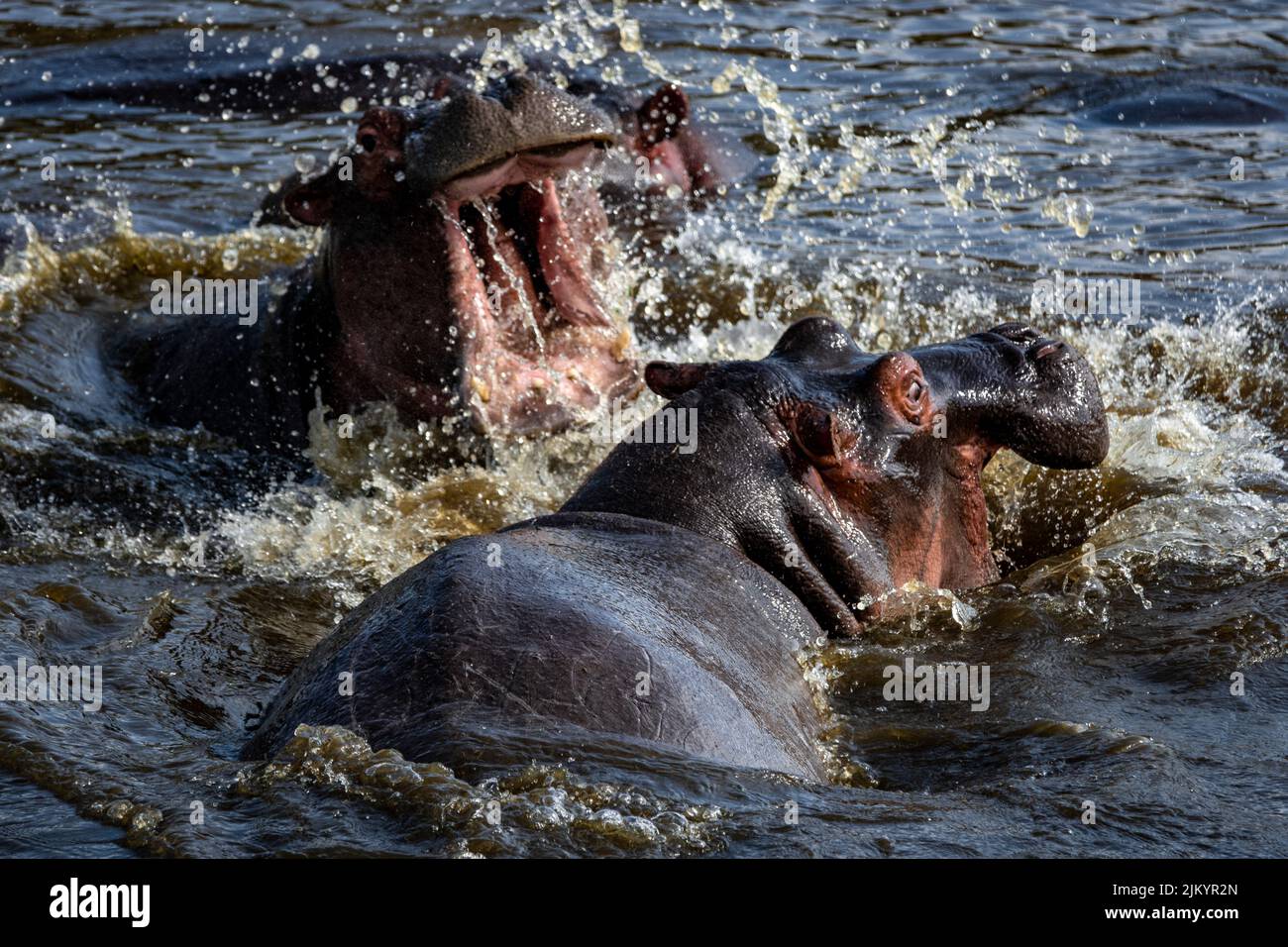 Un gros plan de l'hippopotame dans le lac du Parc National du Serengeti, Tanzanie, Afrique de l'est Banque D'Images