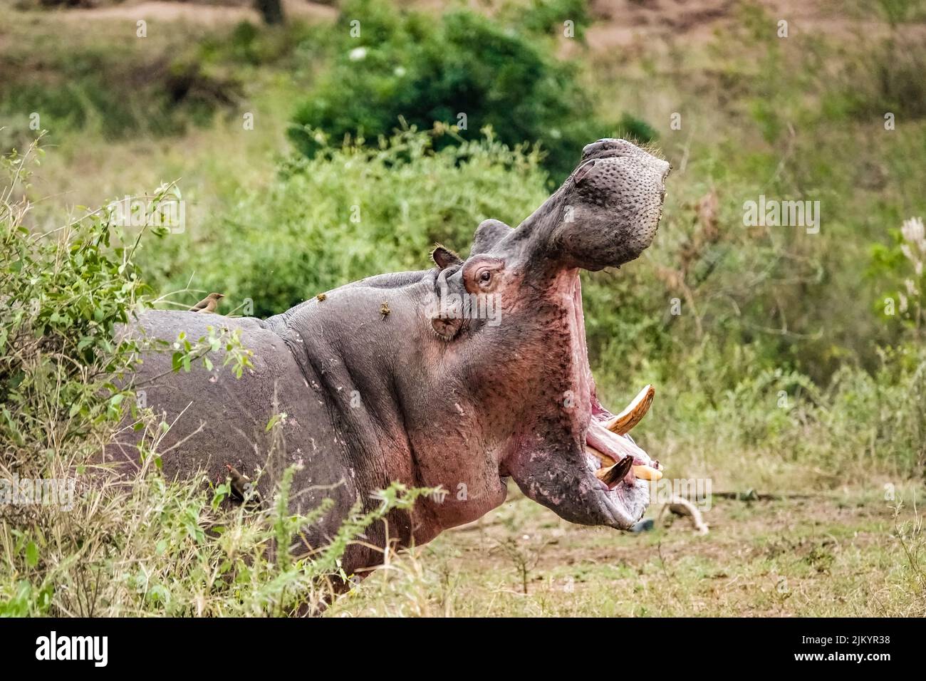 A hippo with the mouth wide open in Serengeti National Park, Tanzania Banque D'Images
