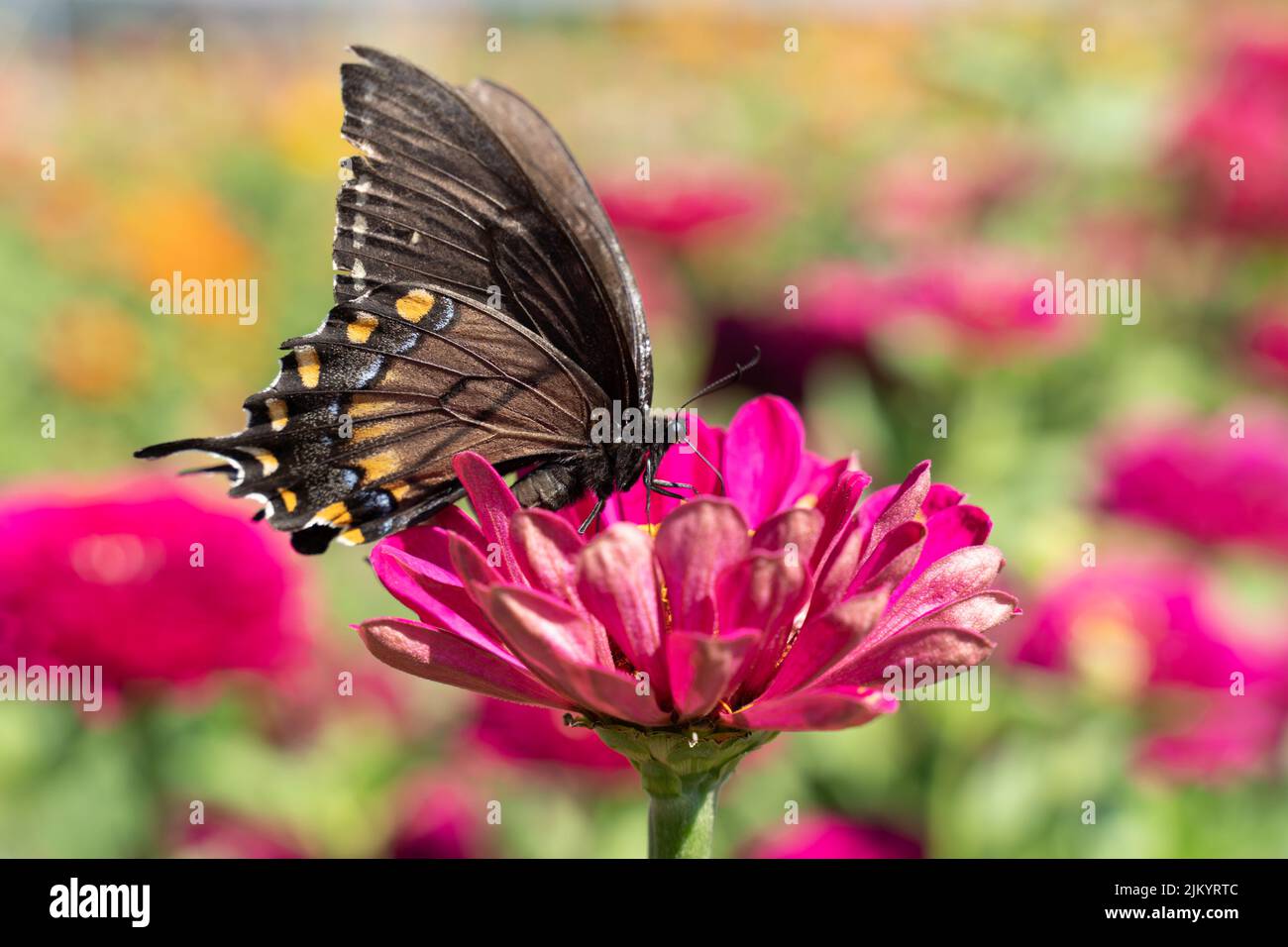 Le tigre de l'est (Papilio glaucus) sur la fleur de zinnia colorée dans le jardin d'été Banque D'Images