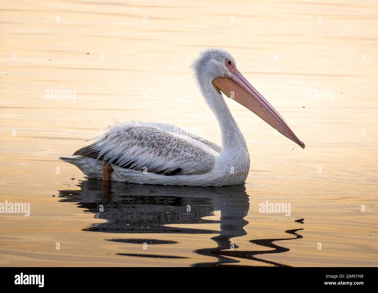 Gros plan d'un pélican blanc américain sur de l'eau brillante réfléchissante dans le golfe de Californie au coucher du soleil Banque D'Images