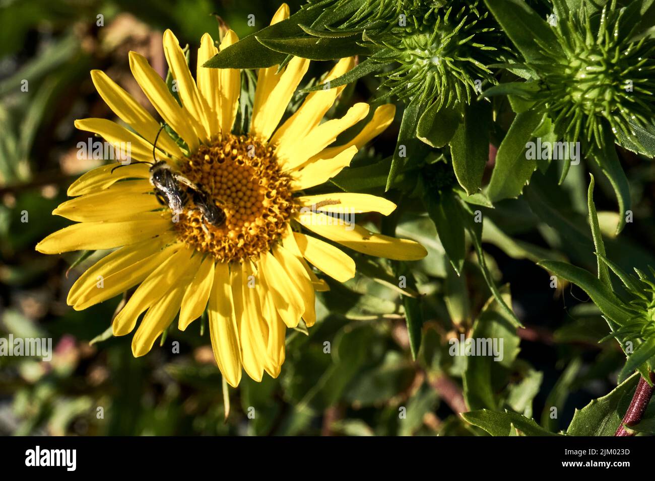 Une abeille dans une fleur jaune vif lors d'un jour de printemps. Banque D'Images