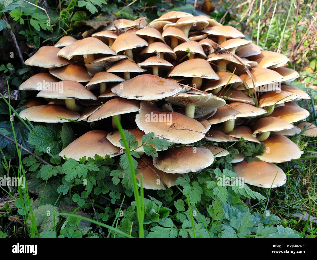 Un gros plan de champignons poussant sur le sol Banque D'Images