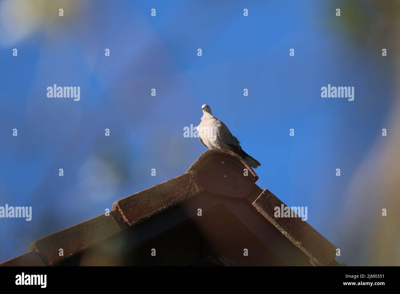Un pigeon se trouve en hauteur sur le toit d'une maison. Banque D'Images