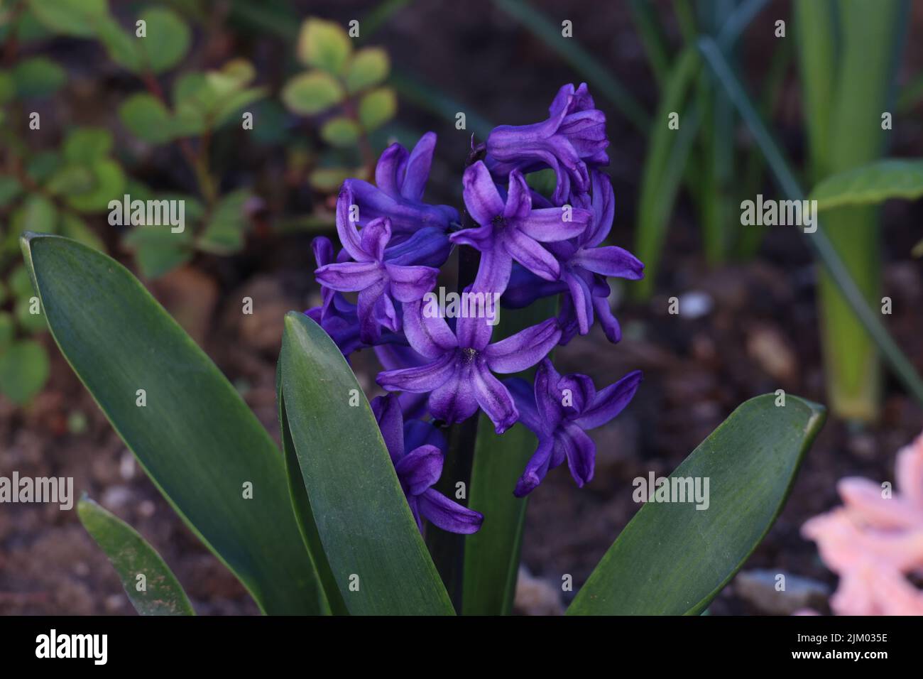 Jacinthe violette sur un lit de fleurs dans le jardin. Banque D'Images