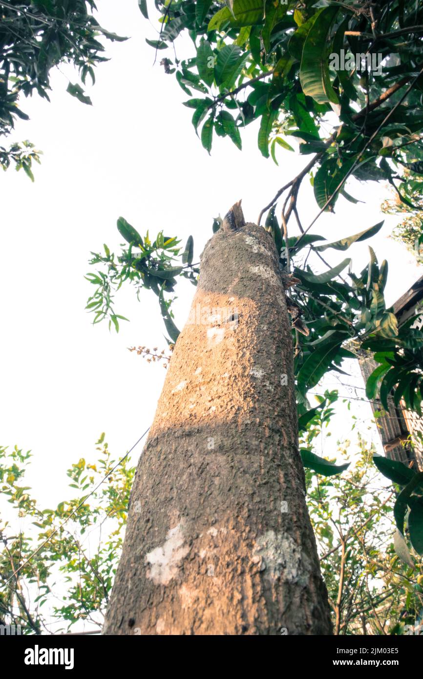 Une mangue de bas en haut. Les tendons sont très beaux à partir du bas. Banque D'Images