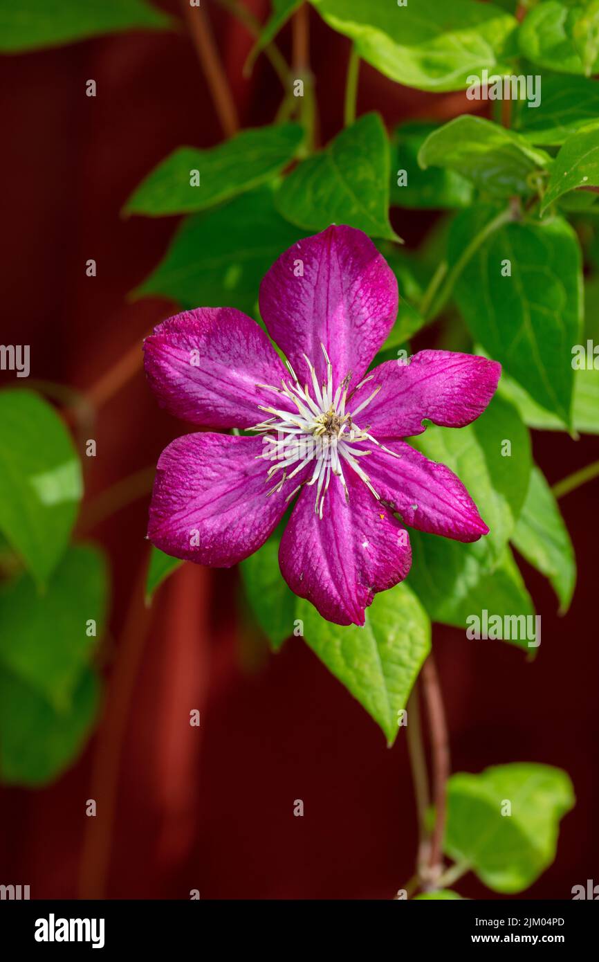 Groupe à grandes fleurs de la ville de Lyon, klematis (hybride Clematis) Banque D'Images