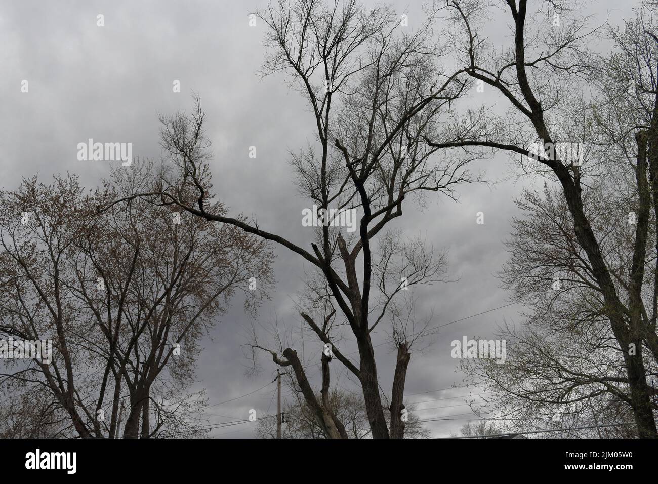Un paysage des arbres secs et du ciel nuageux gris foncé Banque D'Images