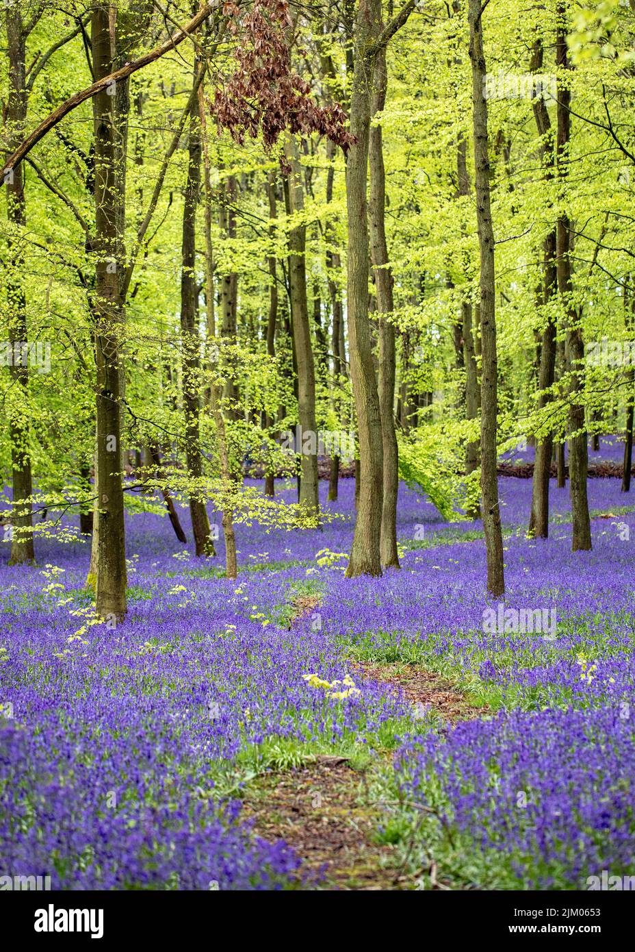 Bluebells dans et autour de Dockey Woods sur le domaine d'Ashridge dans Buckinghamshire. Avril 2018 Banque D'Images