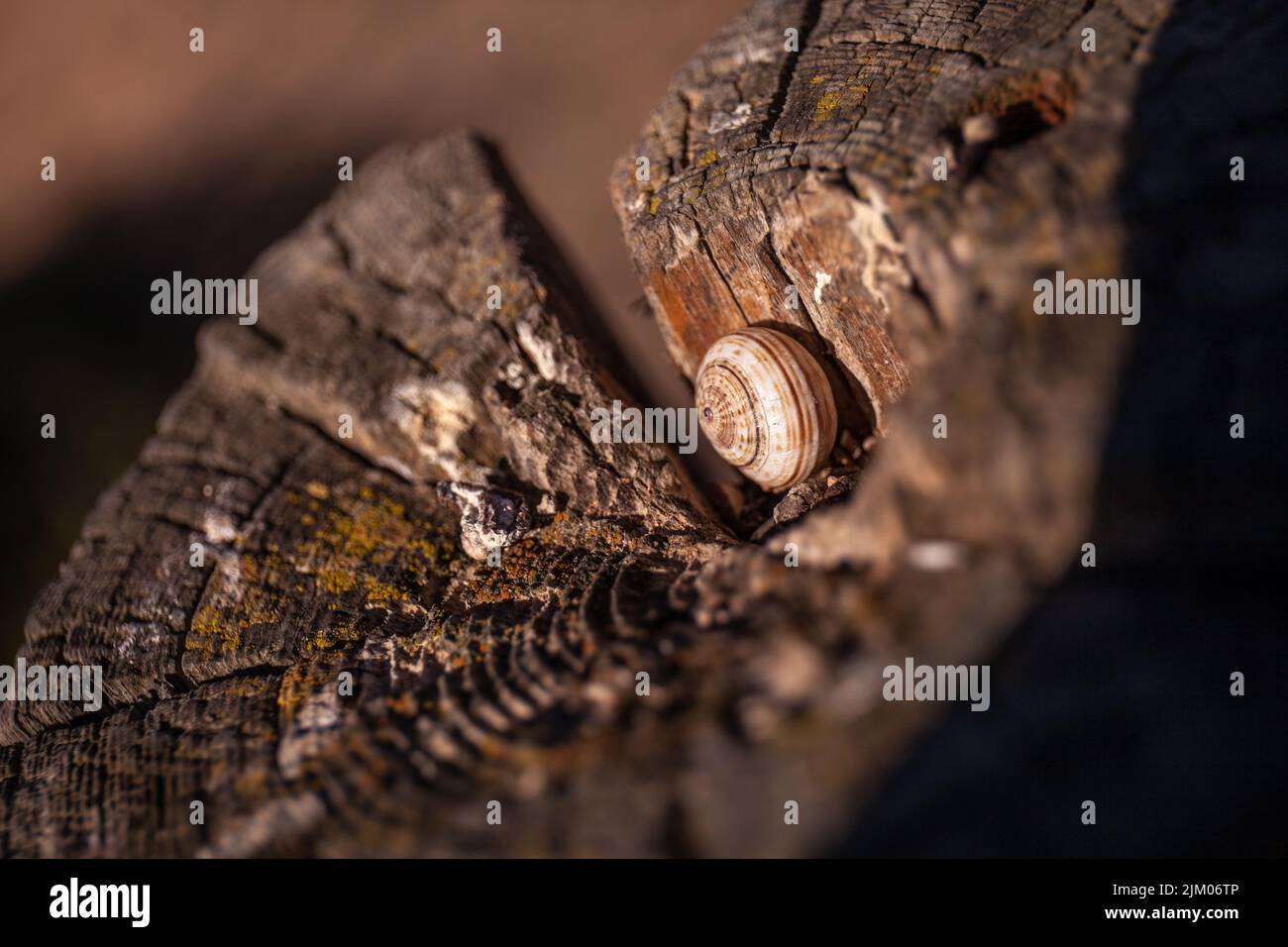 Photo macro d'une coquille d'escargot sur un bois Banque D'Images