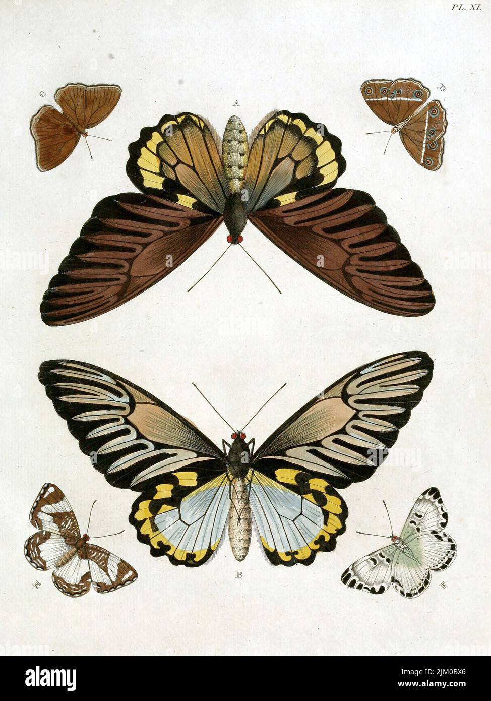 Des illustrations millésimes de papillons datant de 19th ans Banque D'Images