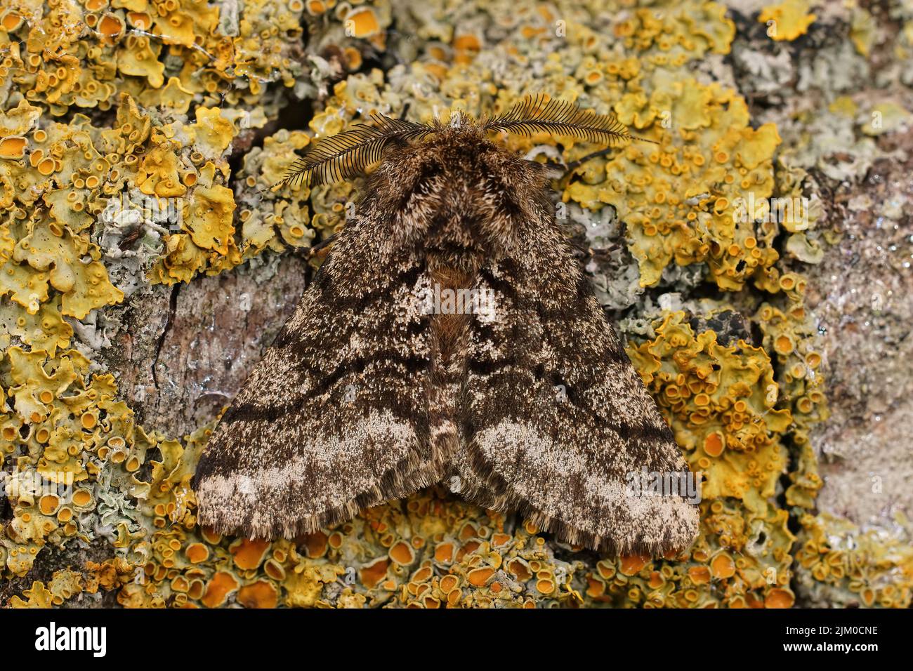 Ferme-dos sur le papillon de beauté saumuré, Lycia hirtaria assise sur un bois couvert de lichen, avec des ailes ouvertes Banque D'Images