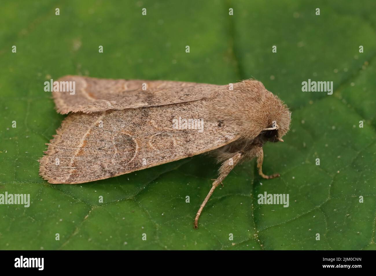 Vue rapprochée dorsale sur la commune de Quaker, Orthosia cerasi assis sur une feuille verte dans le jardin Banque D'Images