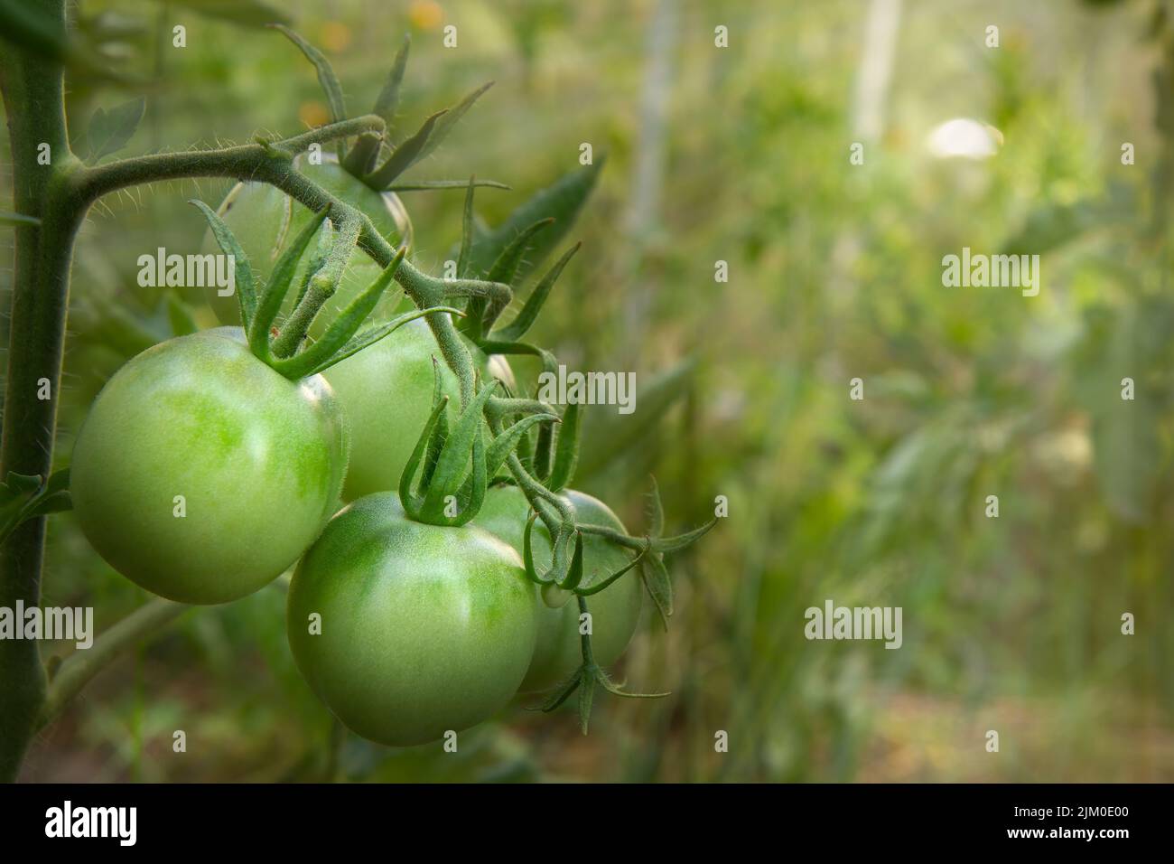 Tomates vertes non mûres poussant sur une branche dans le jardin. Tomates dans le lit de jardin avec des fruits verts. Tomates vertes sur une brousse. Banque D'Images