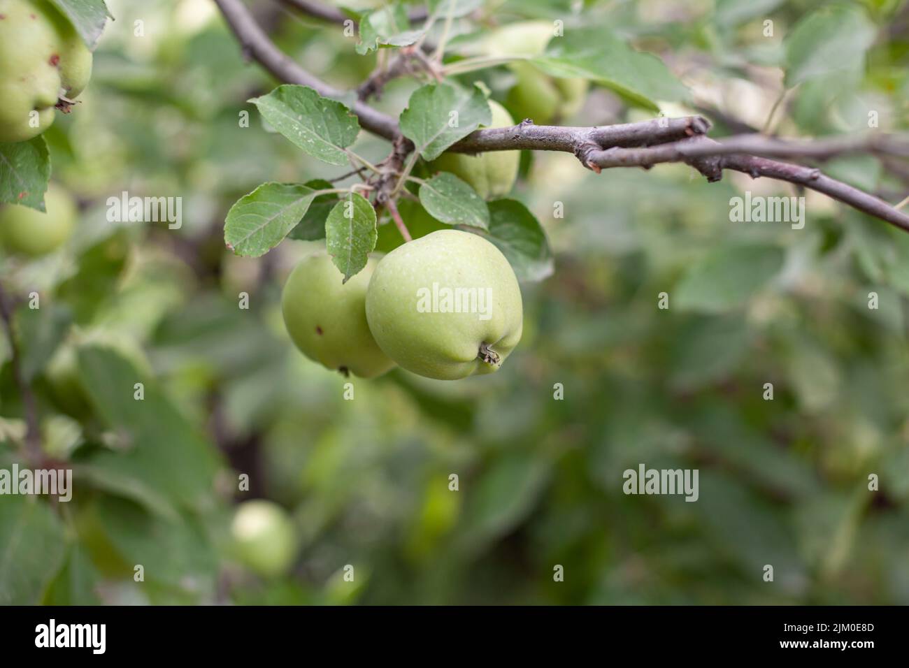 Les pommes vertes pèsent sur une branche d'arbre dans le jardin. Pommes non mûres. Pommes touchées par la maladie, sur la branche d'un pommier dans le jardin. Banque D'Images