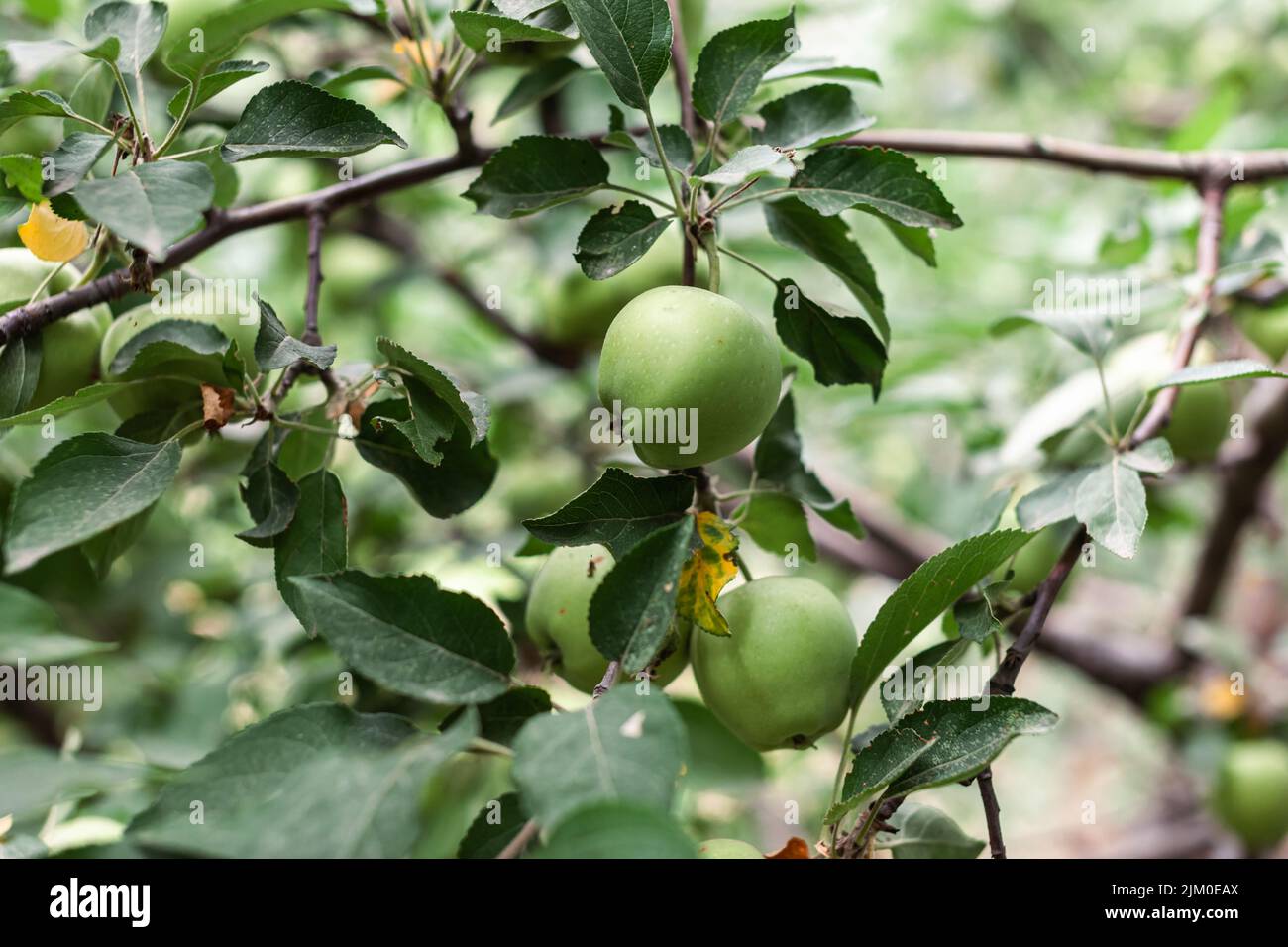 Les pommes vertes pèsent sur une branche d'arbre dans le jardin. Pommes non mûres. Pommes touchées par la maladie, sur la branche d'un pommier dans le jardin. Banque D'Images