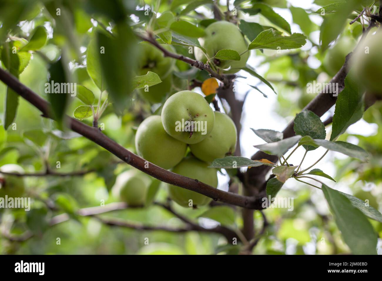 Les pommes vertes pèsent sur une branche d'arbre dans le jardin. Pommes non mûres. Pommes touchées par la maladie, sur la branche d'un pommier dans le jardin. Banque D'Images