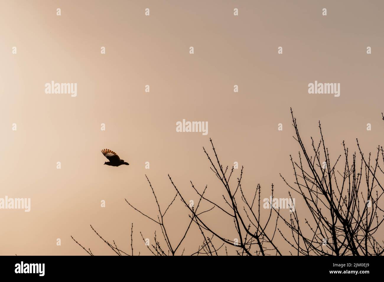 Une photo panoramique d'un oiseau volant au-dessus des arbres pendant l'heure d'or Banque D'Images