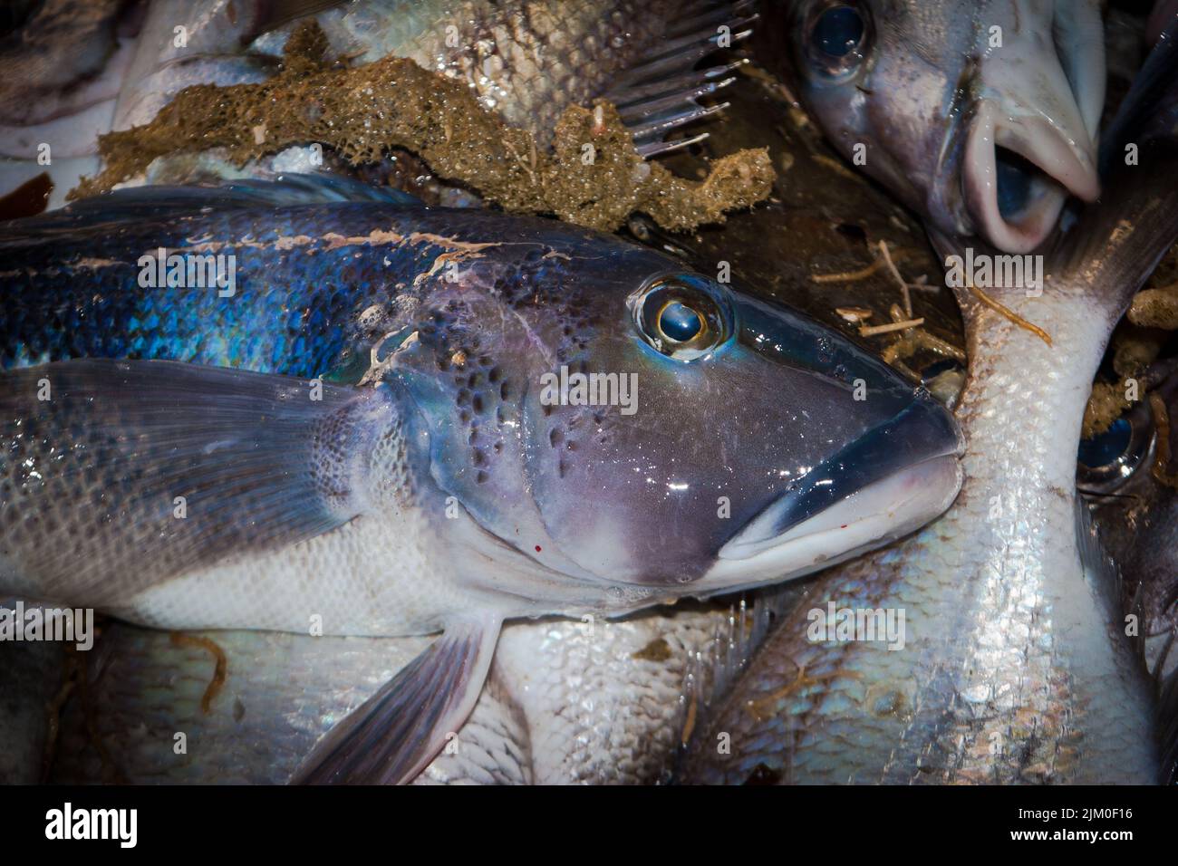 Un regard sur la vie en Nouvelle-Zélande : prises fraîchement débarquées d'un chalutier de fond côtier. Quelques beaux poissons de mer frais, y compris Blue Cod et Tarakihi. Banque D'Images