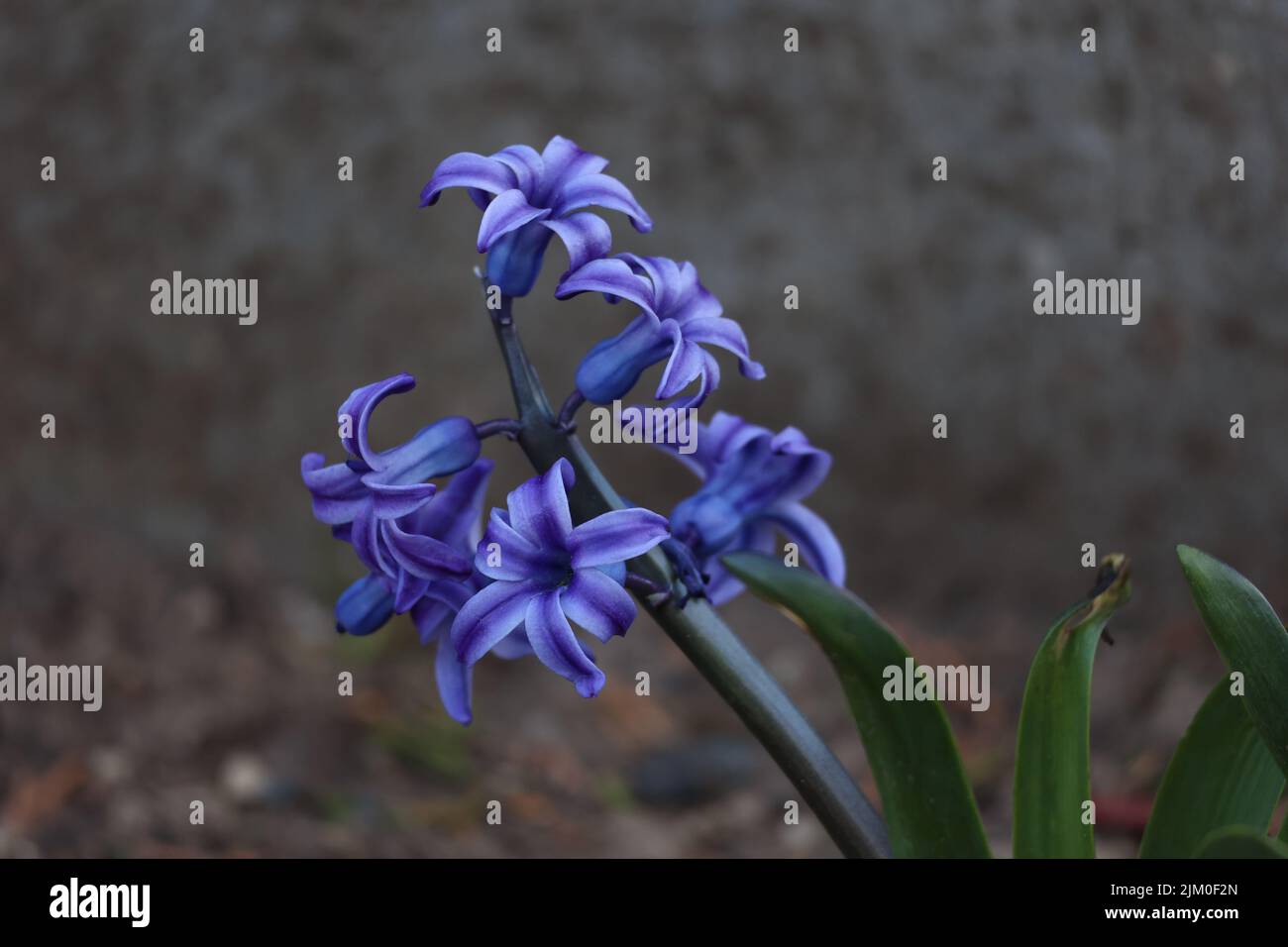 Jacinthe violette sur un lit de fleurs dans le jardin. Banque D'Images