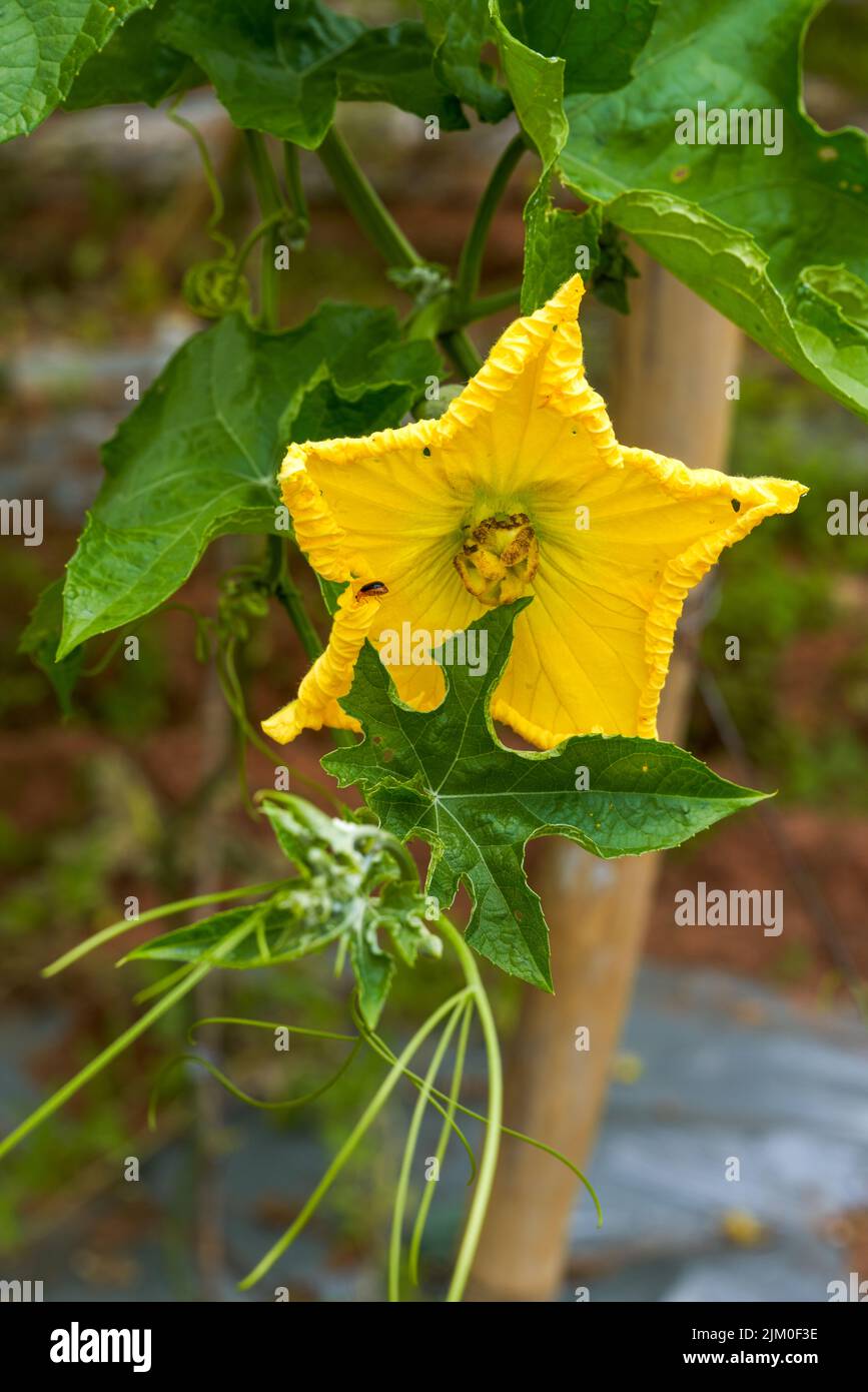 Les fleurs de gourde de cire jaune fleurissent dans une serre de ferme Banque D'Images