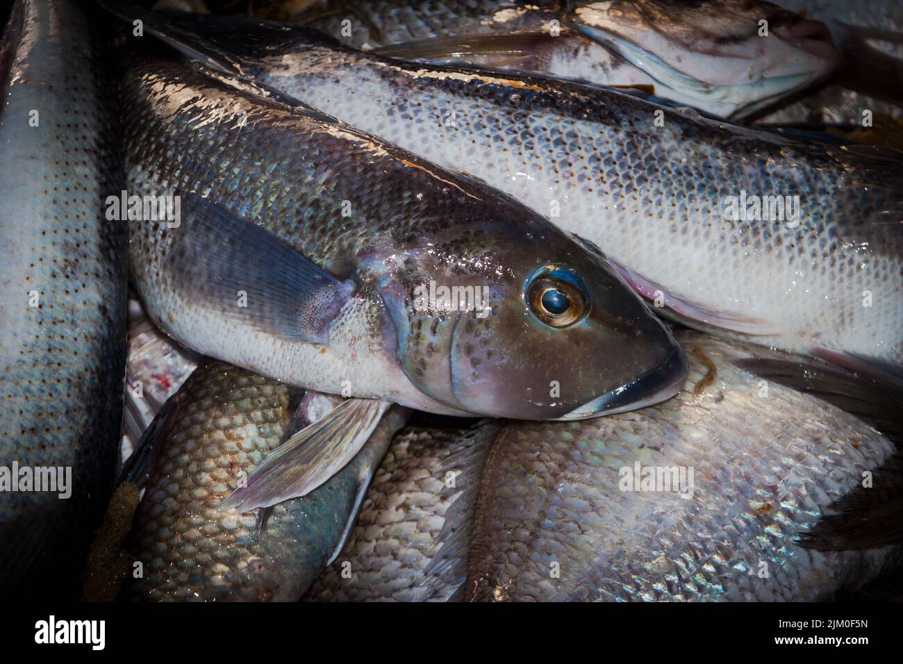 Cod Poisson Morue bleue de boston Banque de photographies et d’images à haute ...