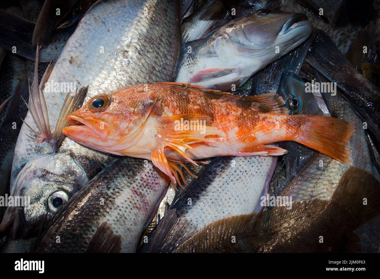 Un regard sur la vie en Nouvelle-Zélande : prises fraîchement débarquées d'un chalutier de fond côtier. De magnifiques poissons de mer frais. Perche de mer (Helicocenus barathri). Banque D'Images