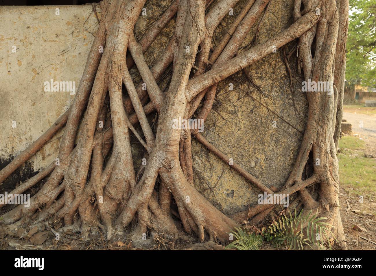 Une vue magnifique sur la racine d'un banyan Tree grimpant au-dessus d'un vieux bâtiment abandonné par une journée ensoleillée Banque D'Images