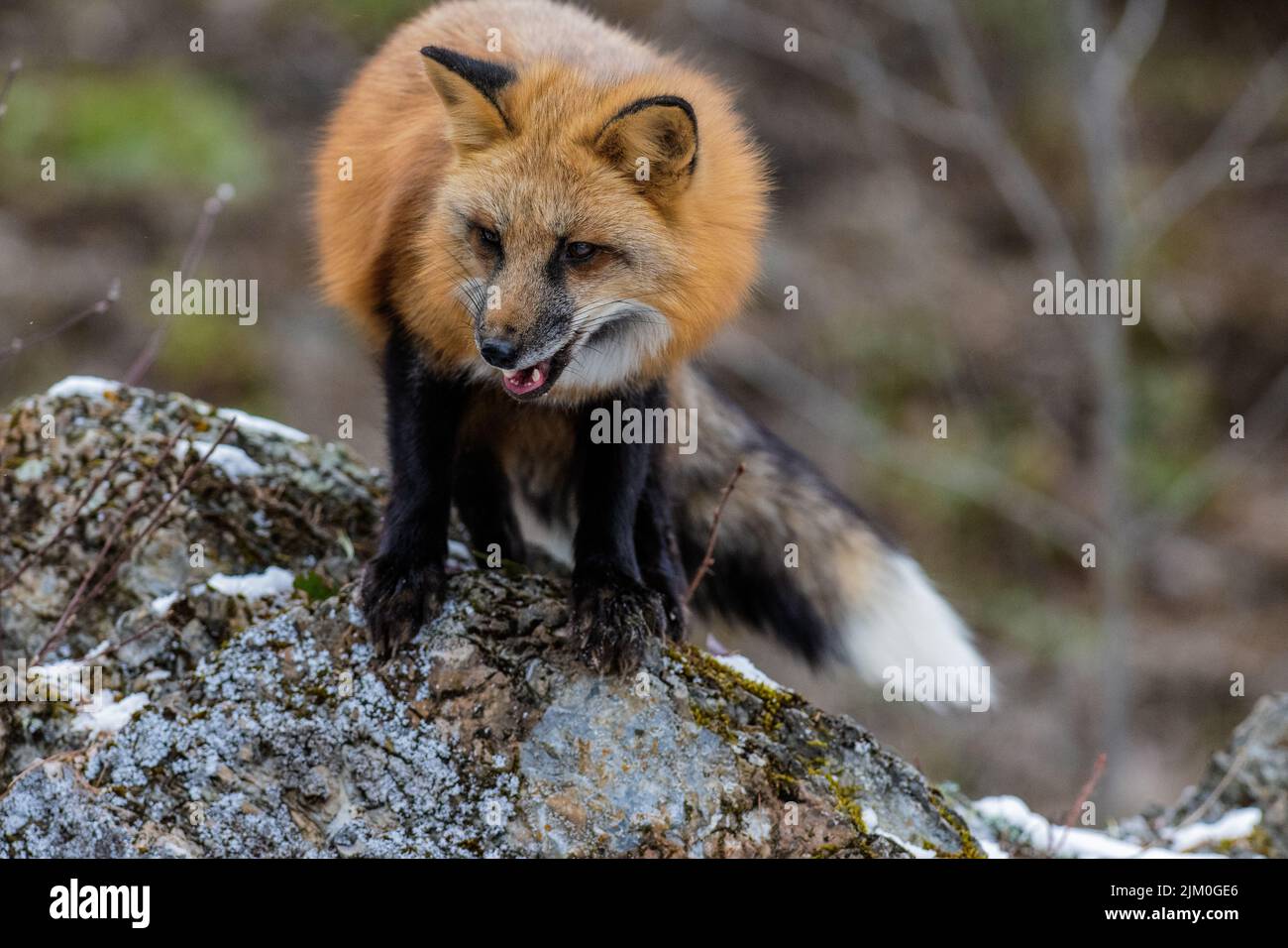 Un renard roux d'Amérique de l'est dans la forêt sur un fond flou Banque D'Images