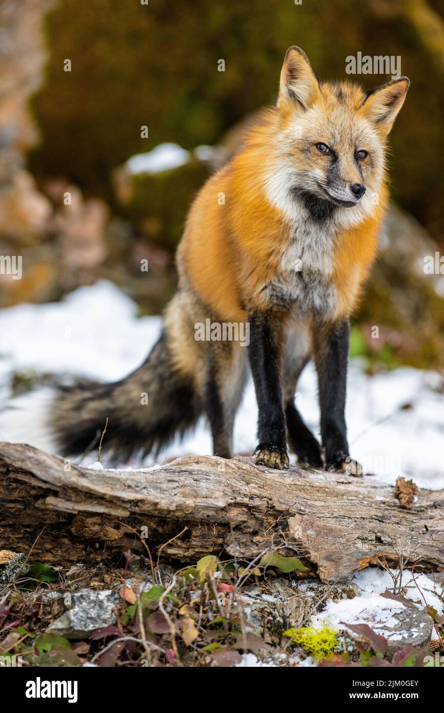Un renard roux d'Amérique de l'est dans la forêt sur un fond flou Banque D'Images