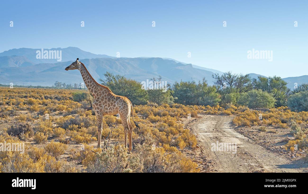 Belle girafe. Une photo d'une belle girafe sur la savane en fin d'après-midi en Afrique du Sud. Banque D'Images