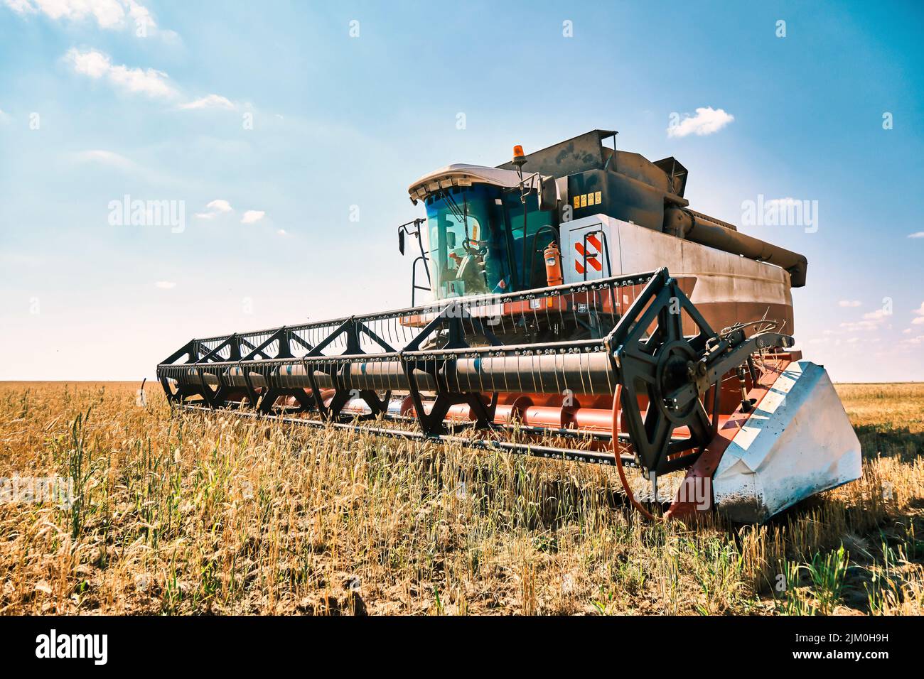 La couche sans conducteur effectue la récolte du grain de blé, la technologie moderne des moissonneuses-batteuses, le réchauffement de la planète et la surpopulation résolue par l'intelligence artificielle Banque D'Images