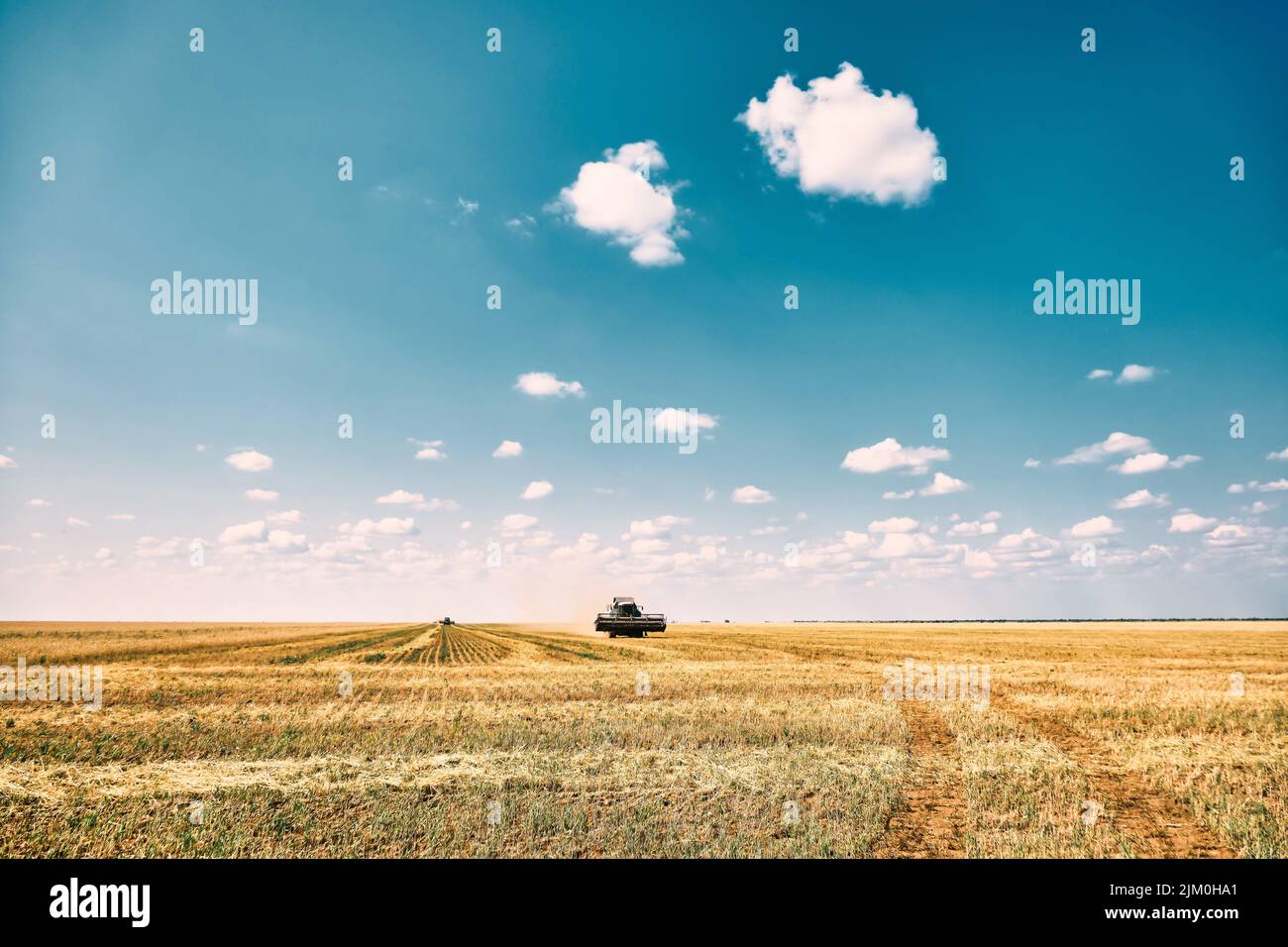 La couche sans conducteur effectue la récolte du grain de blé, la technologie moderne des moissonneuses-batteuses, le réchauffement de la planète et la surpopulation résolue par l'intelligence artificielle Banque D'Images