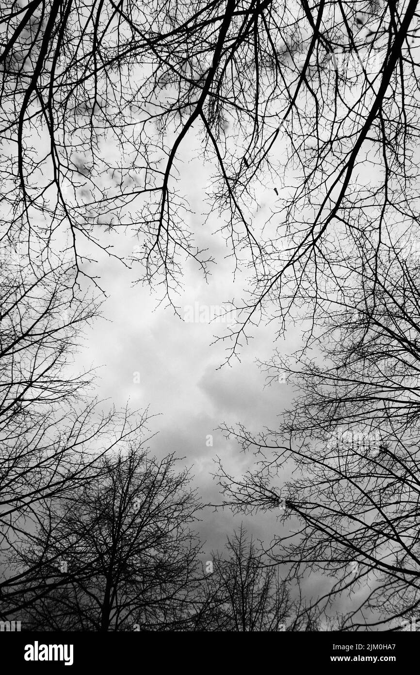 Vue en niveaux de gris à faible angle des branches et des branches d'arbres sans feuilles contre le ciel nuageux Banque D'Images