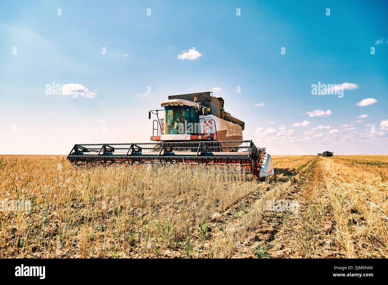 La couche sans conducteur effectue la récolte du grain de blé, la technologie moderne des moissonneuses-batteuses, le réchauffement de la planète et la surpopulation résolue par l'intelligence artificielle Banque D'Images