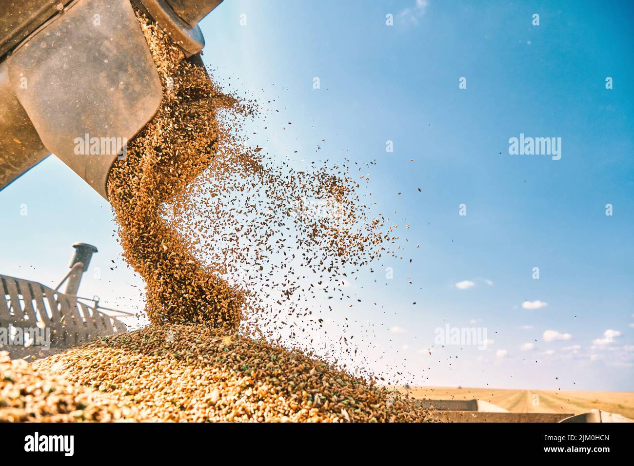 La couche sans conducteur effectue la récolte du grain de blé, la technologie moderne des moissonneuses-batteuses, le réchauffement de la planète et la surpopulation résolue par l'intelligence artificielle Banque D'Images
