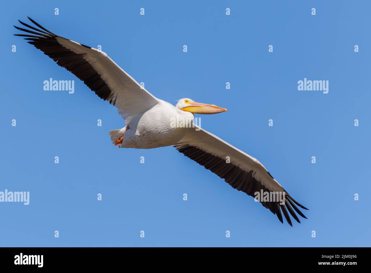 Le Pelican blanc américain volant haut dans le ciel bleu Banque D'Images