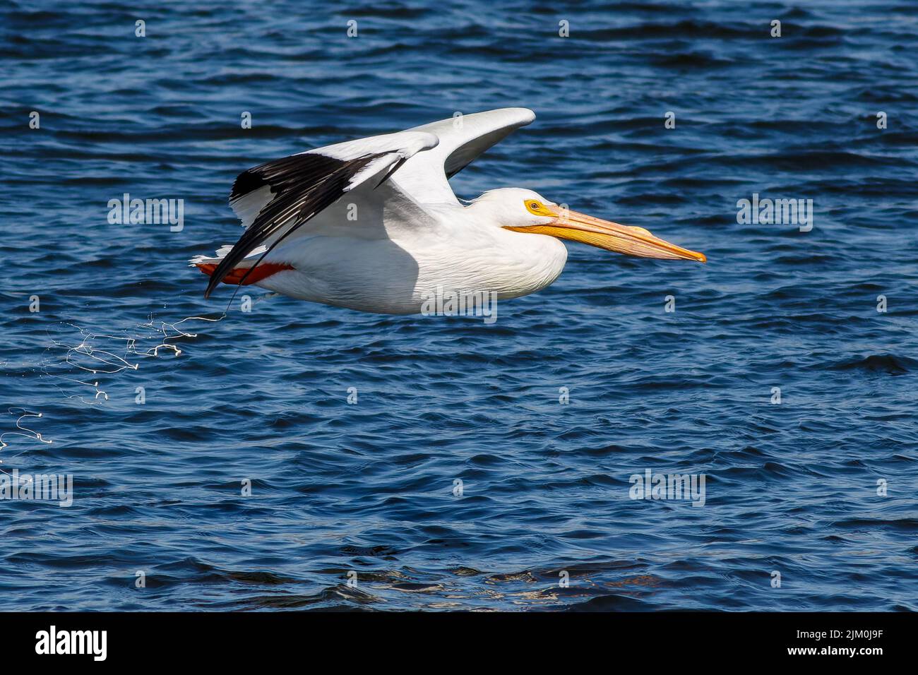 Le Pelican blanc américain survolant le Mississippi Banque D'Images